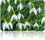 Snowdrops
