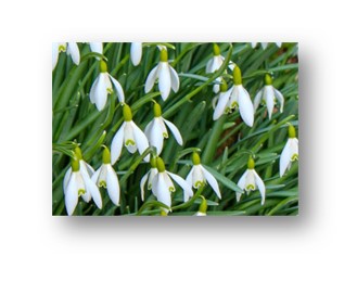 Snowdrops Photograph F McCullough 2023